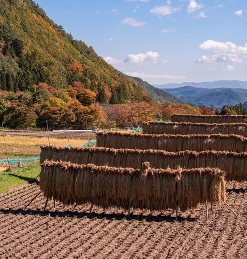 かり取った稲の束を、木の棒にかけてならべて干している田