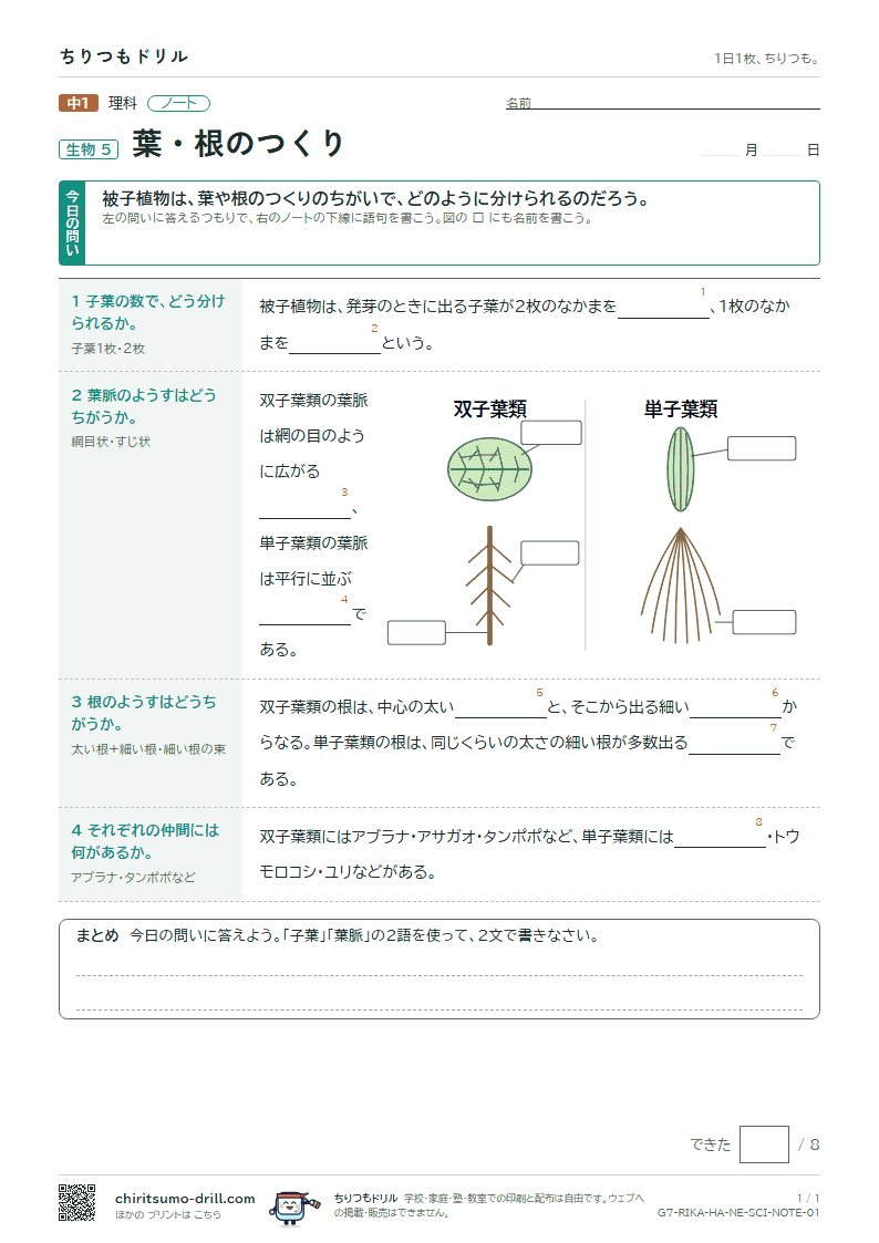 葉・根のつくり ノートの見本