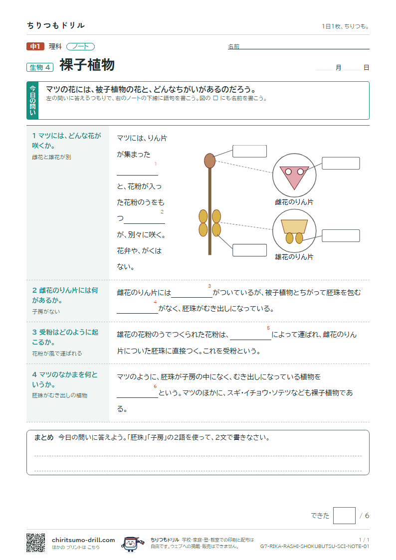裸子植物 ノートの見本
